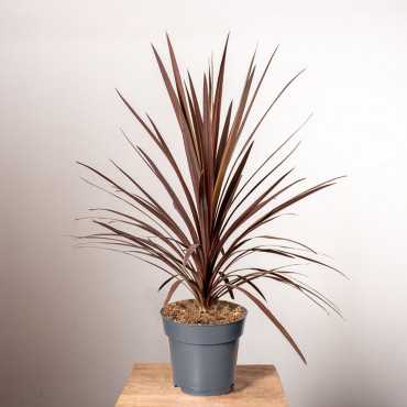 Kordylina 'Red Star' | Duża