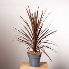 Kordylina 'Red Star' | Duża