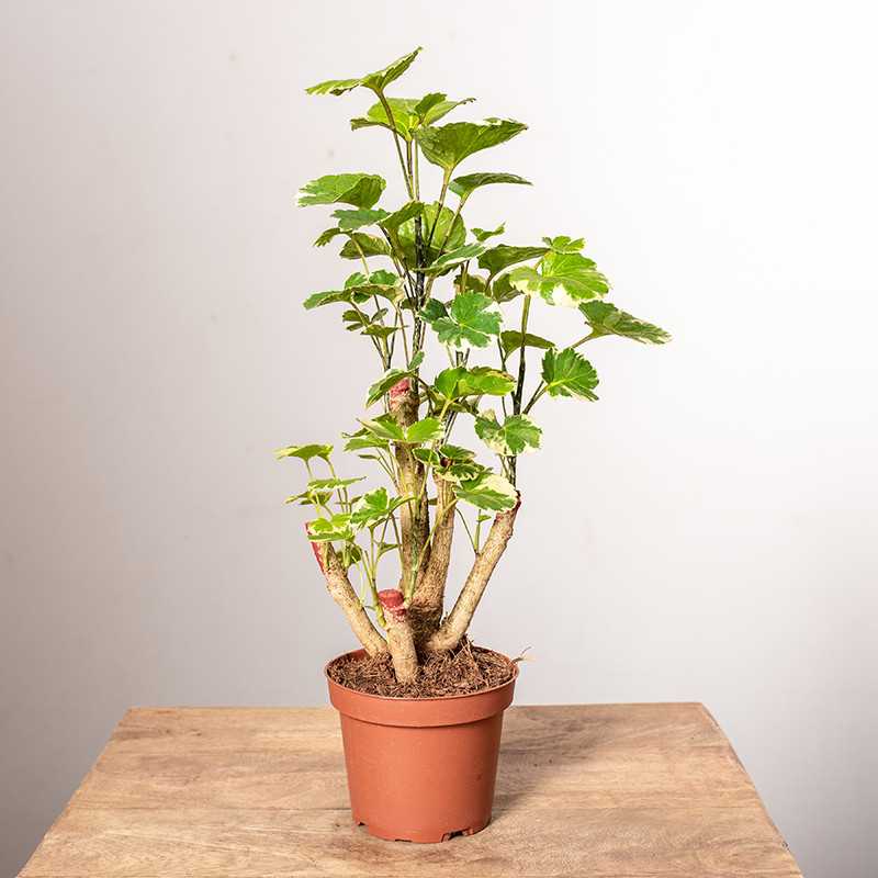 Polyscias Balfouriana