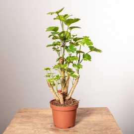 Polyscias Balfouriana
