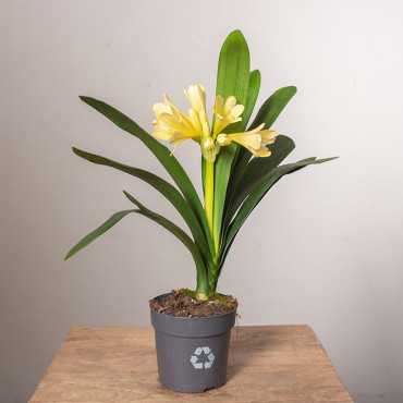Kliwia 'Citrina'