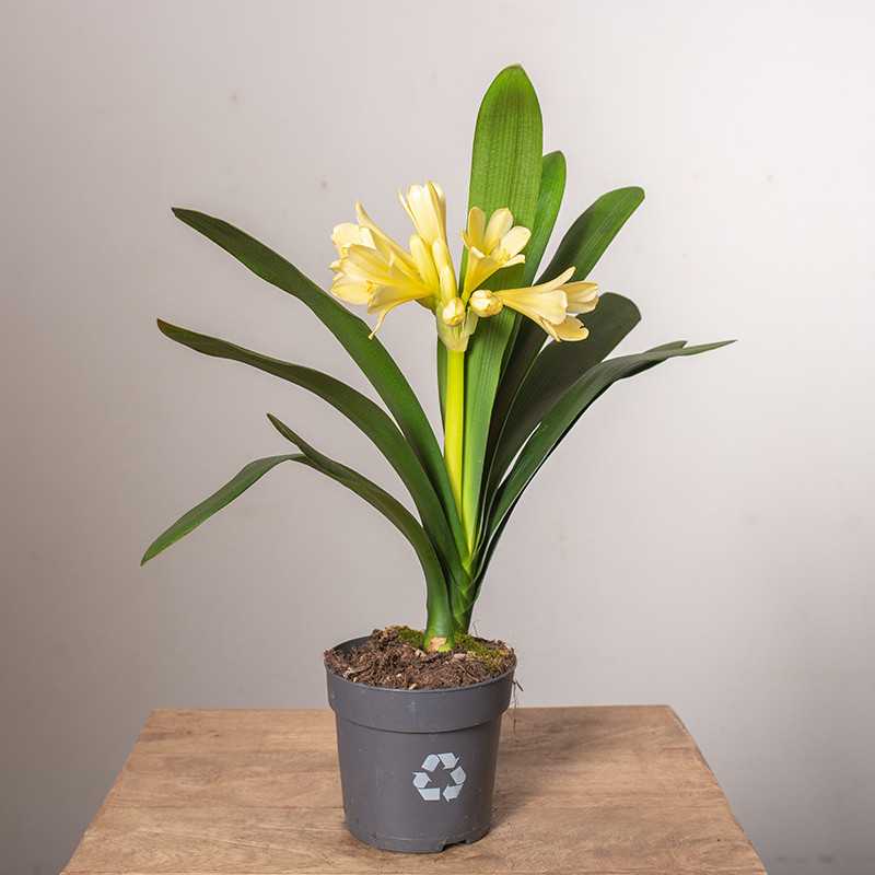 Kliwia 'Citrina'