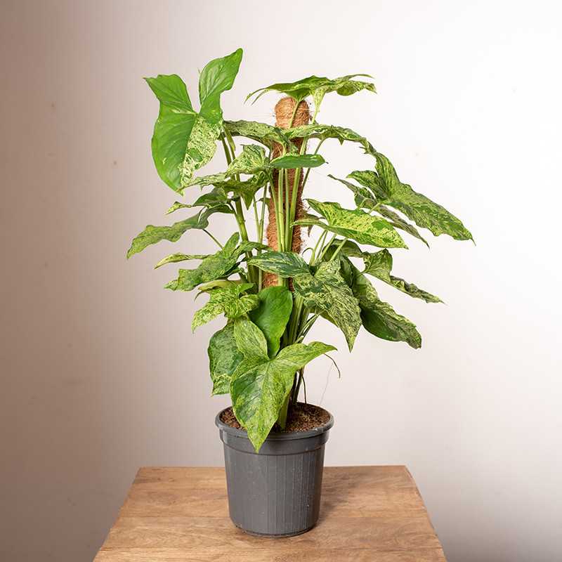 Syngonium 'Mottled Mojito' | Na pniu