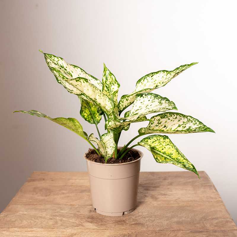 Aglonema 'White Star'