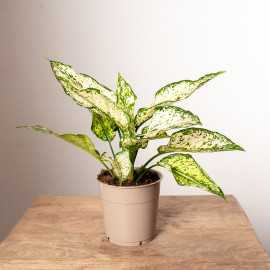 Aglonema 'White Star'