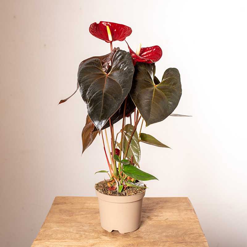 Anturium 'Delicata'