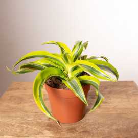 Dracena 'Lemon Surprise'