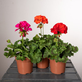 Pelargonia rabatowa MIX kolorów