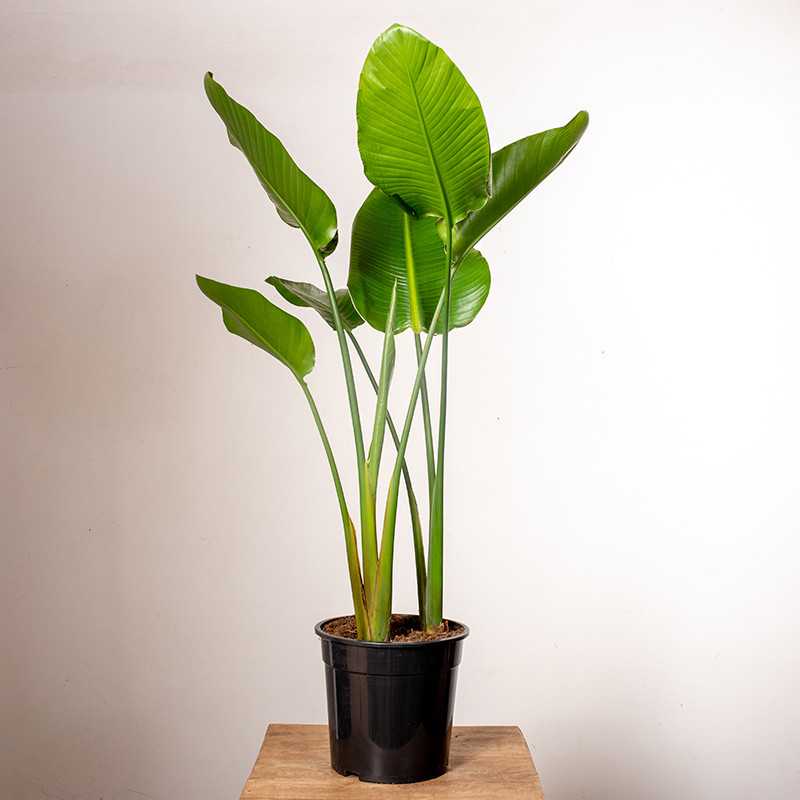 Strelicja biała | Duża