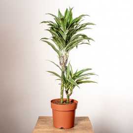 Dracena 'White Jewel' | Duża