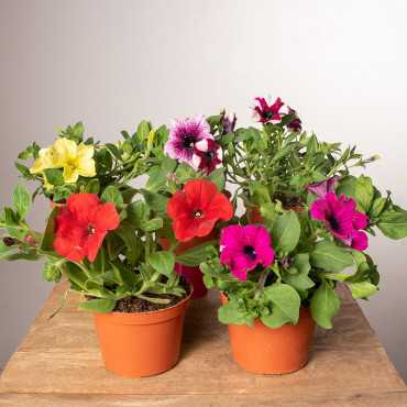 Surfinia MIX kolorów