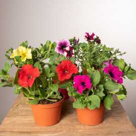 Surfinia MIX kolorów