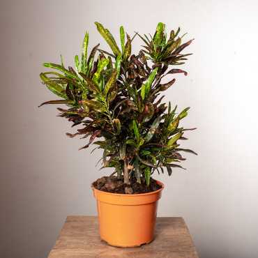 Kroton 'Red Banana' | Duży