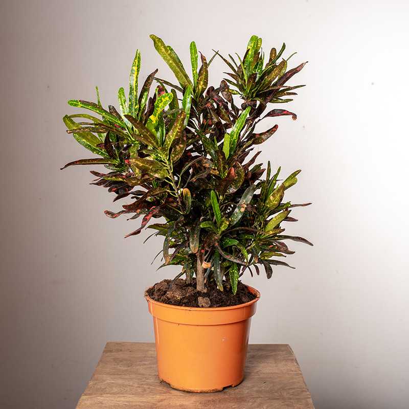 Kroton 'Red Banana' | Duży Kroton 'Red Banana' | Duży