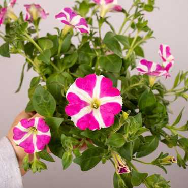 Surfinia MIX kolorów