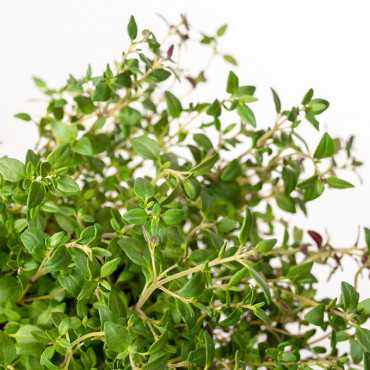 Tymianek | Macierzanka