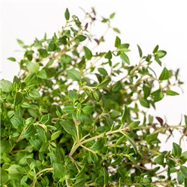 Tymianek | Macierzanka