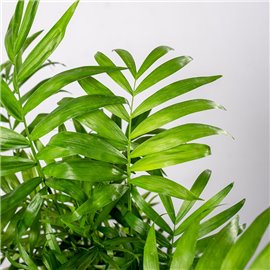 Chamedora wytworna duża