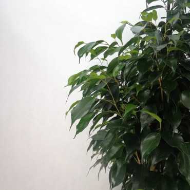 Fikus 'Danielle' | Duży