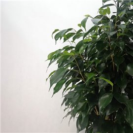 Fikus 'Danielle' | Duży