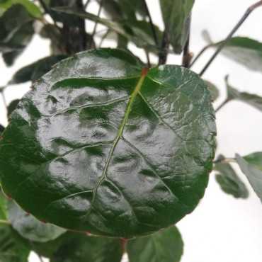 Polyscias 'Fabian' | Duży