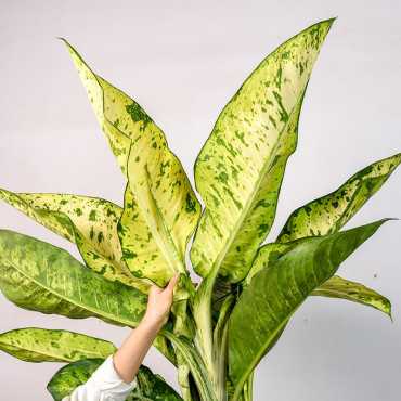 Difenbachia seguine Banana