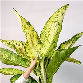 Difenbachia seguine Banana