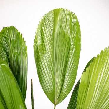 Licuala grandis | Wachlarzowinica