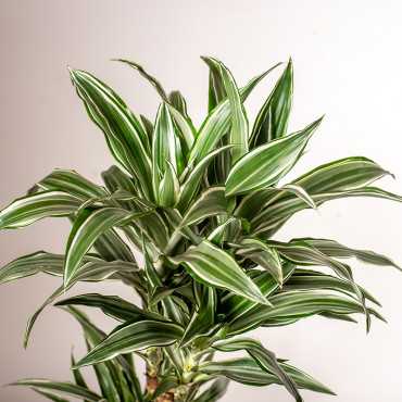 Dracena 'White Jewel' | Duża