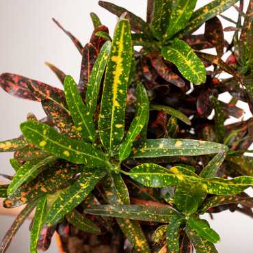 Kroton 'Red Banana' | Duży