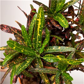 Kroton 'Red Banana' | Duży