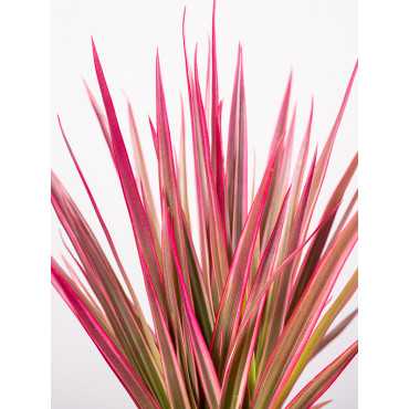 Dracena 'Colorama' | 1 Pęd