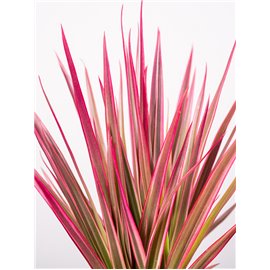 Dracena 'Colorama' | 1 Pęd