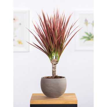 Dracena 'Colorama' | 1 Pęd