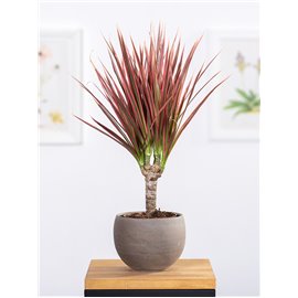 Dracena 'Colorama' | 1 Pęd