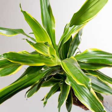 Dracena 'Golden Coast' Dracena 'Golden Coast'