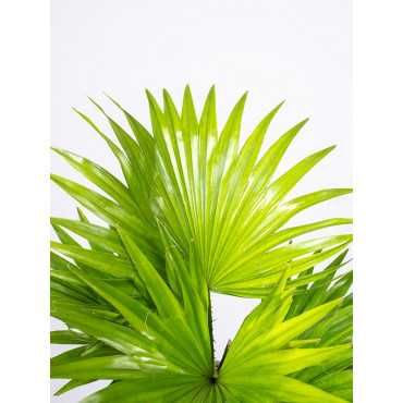 Liwistona | Duża Liwistona | Duża