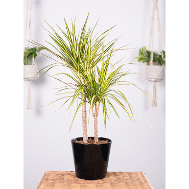 Dracena 'Sunray'