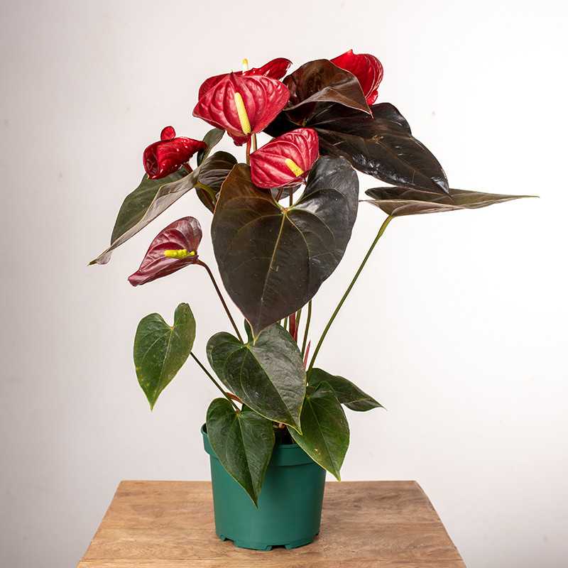 Anturium 'Delicata'