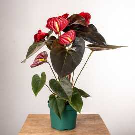 Anturium 'Delicata'