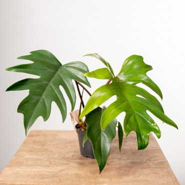 Filodendron Mayoi