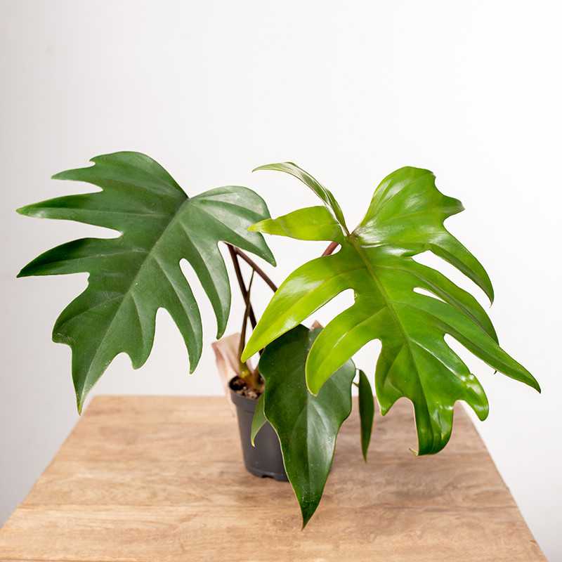 Filodendron Mayoi