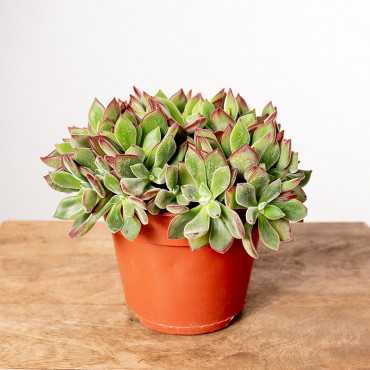 Eszewieria 'Devotion'