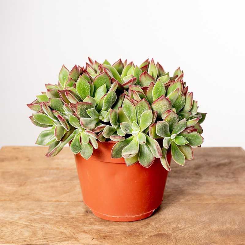 Eszewieria 'Devotion'