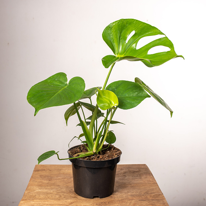 Monstera Dziurawa