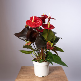 Anturium 'Coral Champion'