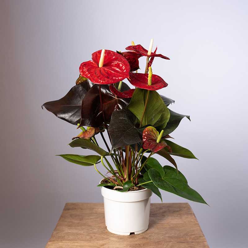 Anturium 'Coral Champion'