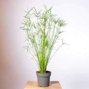 Papirus Cyperus 'Gracilis' | Duży