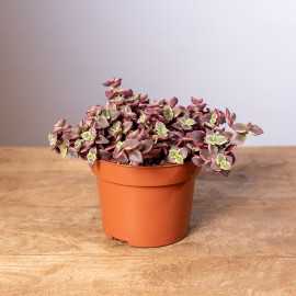 Grubosz marginalis 'Variegata'