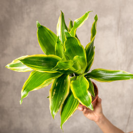 Dracena 'Golden Coast' | Tomaszewski